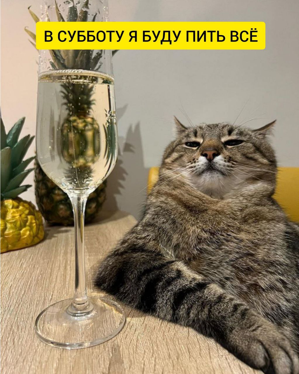 Кот с вином картинка