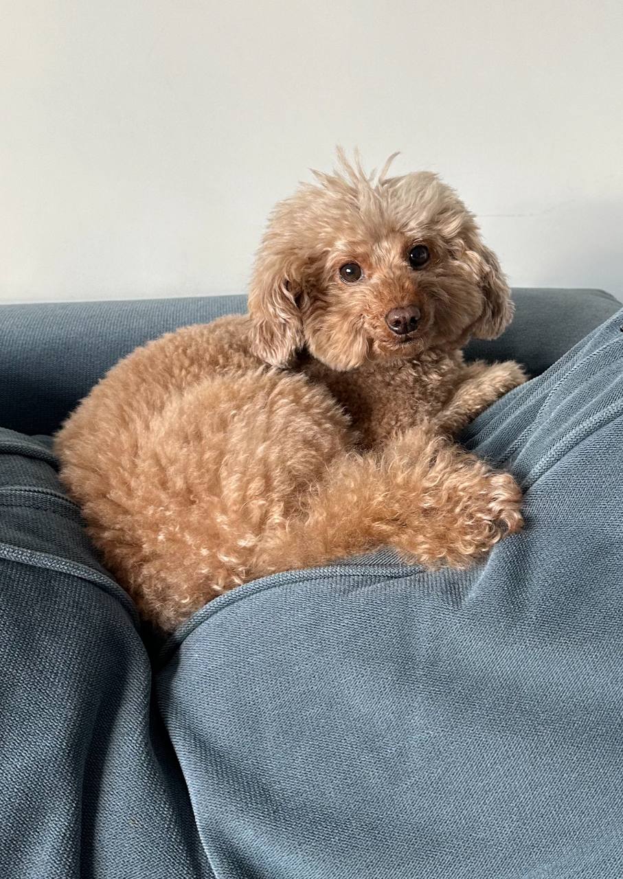 Лапкин карликовый пудель. Той пудель груша. Той пудель груша стар. Тедди пудель. Пудель груша star.