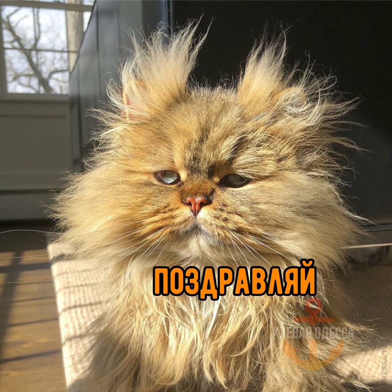 Взъерошенный Котенок Фото