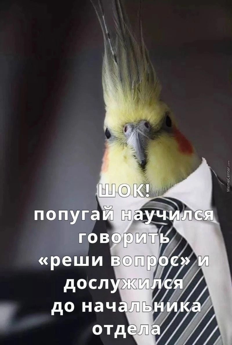 Птица со смешной прической