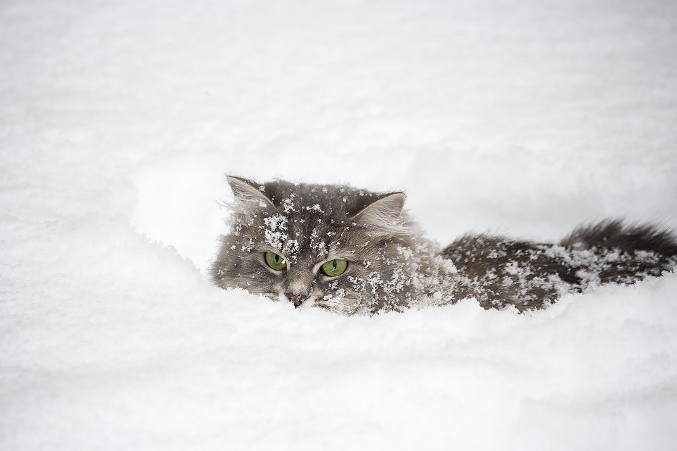 Всю ночь шел снег похолодало. Кот в снегу. Кот под снегом. Котенок в снегу. Снежные коты.