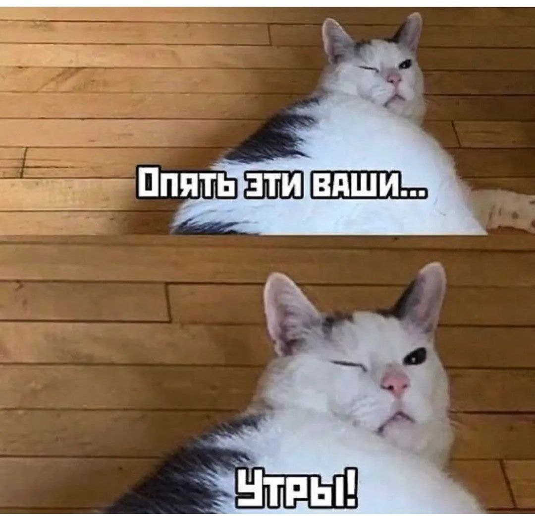 С днем утра мем #9844 post - Жесть Волгограда (QrrZGGjIo3GjSM7r)