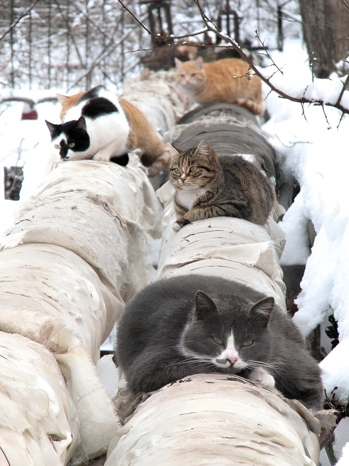 Кот где тепло. Коты на теплотрассе. Коты на трубах. Кошки зимой. Коты греют зимой трубы.