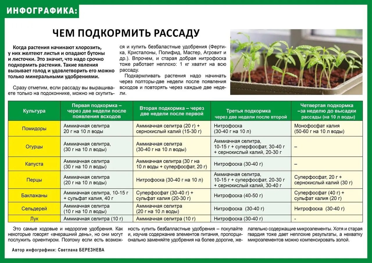 Подкармливание рассады томатов. Удобряем рассаду помидор. Подкормить рассаду помидор. Схема удобрения рассады.