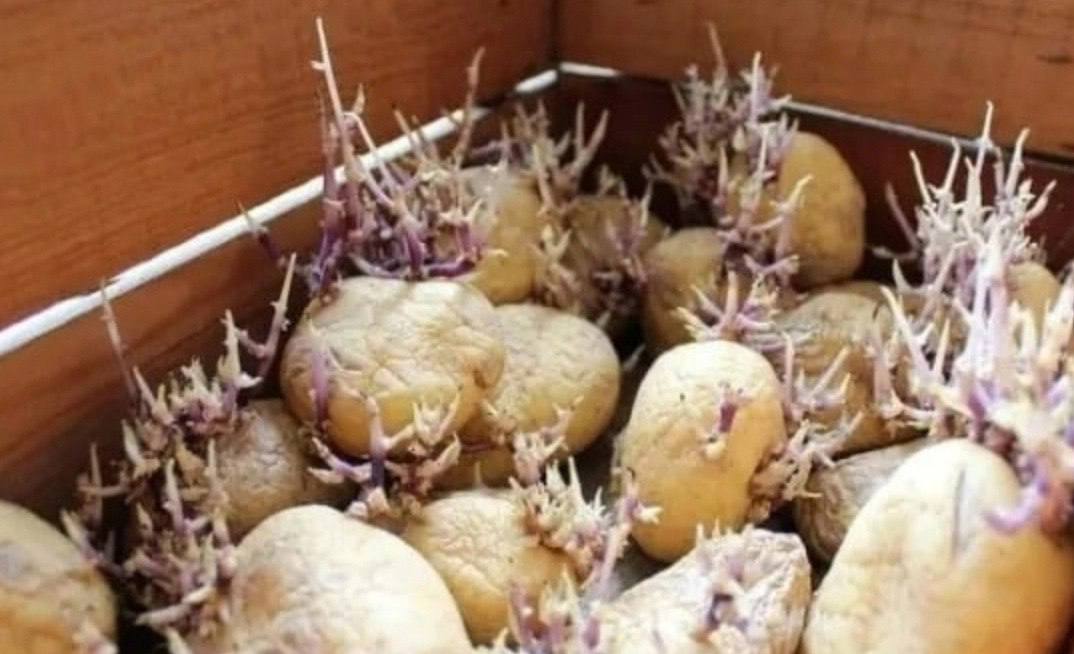 Проращивать картофель в темноте или на свету. Картошка с ростками. Пророщенный картофель. Ростки от картофеля. Проросший клубень картофеля.