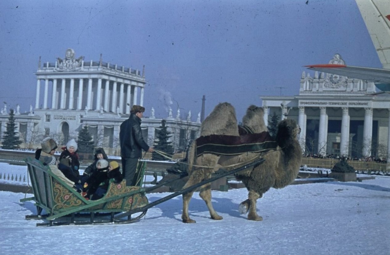 Свадьба соек вднх. Зимний верблюд. Верблюд зимой. Москва 1973 год. Верблюды в Москве
