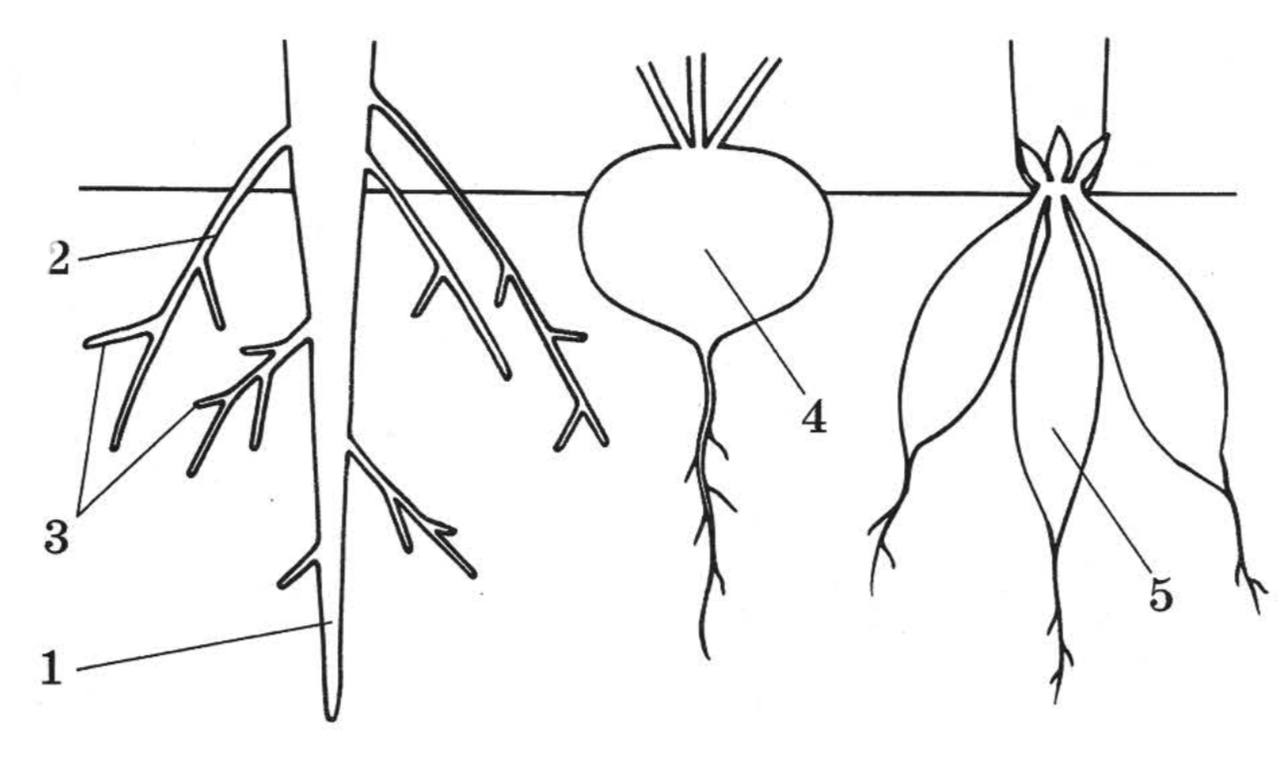 Рассмотрите рисунок какие корневые системы изображены на рисунках какие корни обозначены цифрами 1 3