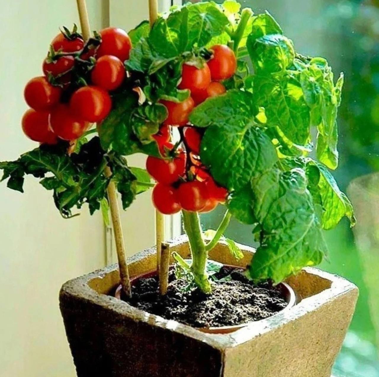Выращивание помидоров для начинающих. Томаты черри бонсай. Черри балконное чудо. Балконные помидоры черри. Подоконные помидоры черри.