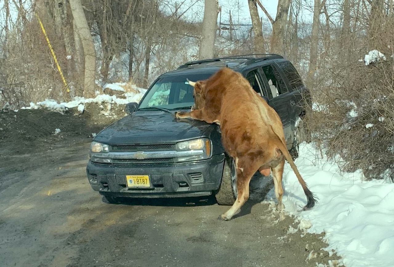 Нападение на автомобиль. Бык напал на автомобиль. Корова в машине.