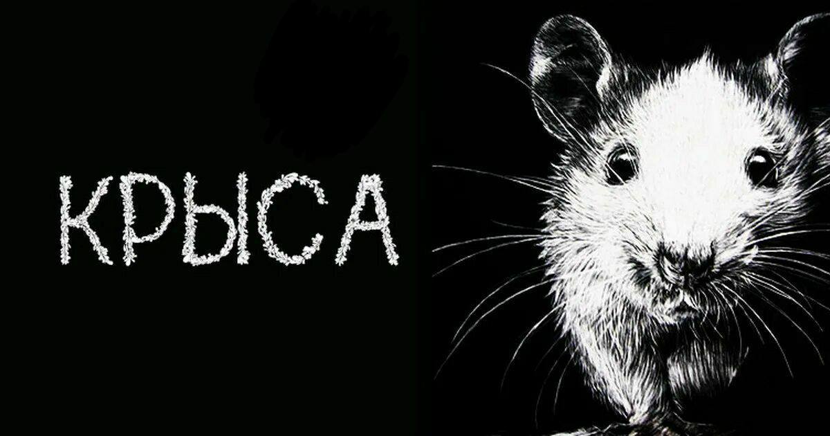 Картинки с крысами с надписями. Крыса надпись. Крыса на черном фоне. Крыса с надписью крыса. Yflgbcm z RHSCF.
